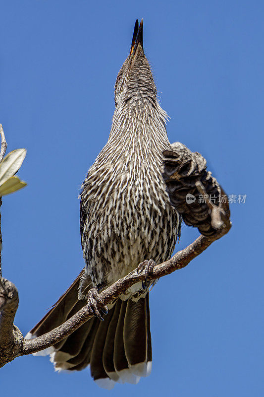 Red Wattlebird （Anthochaera carunculata）